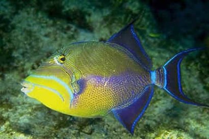 BALISTES VETULA